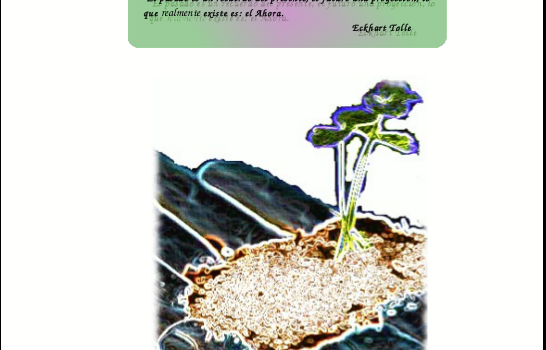 revista-permacultura-brotes-digital