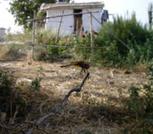 biodiversidad