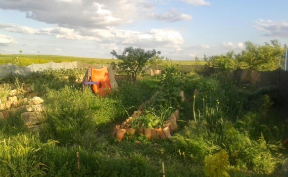 planta-huerta-medicina