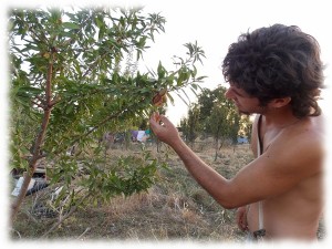 bosque-comestible