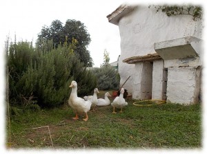 animales-apoyo-mutuo