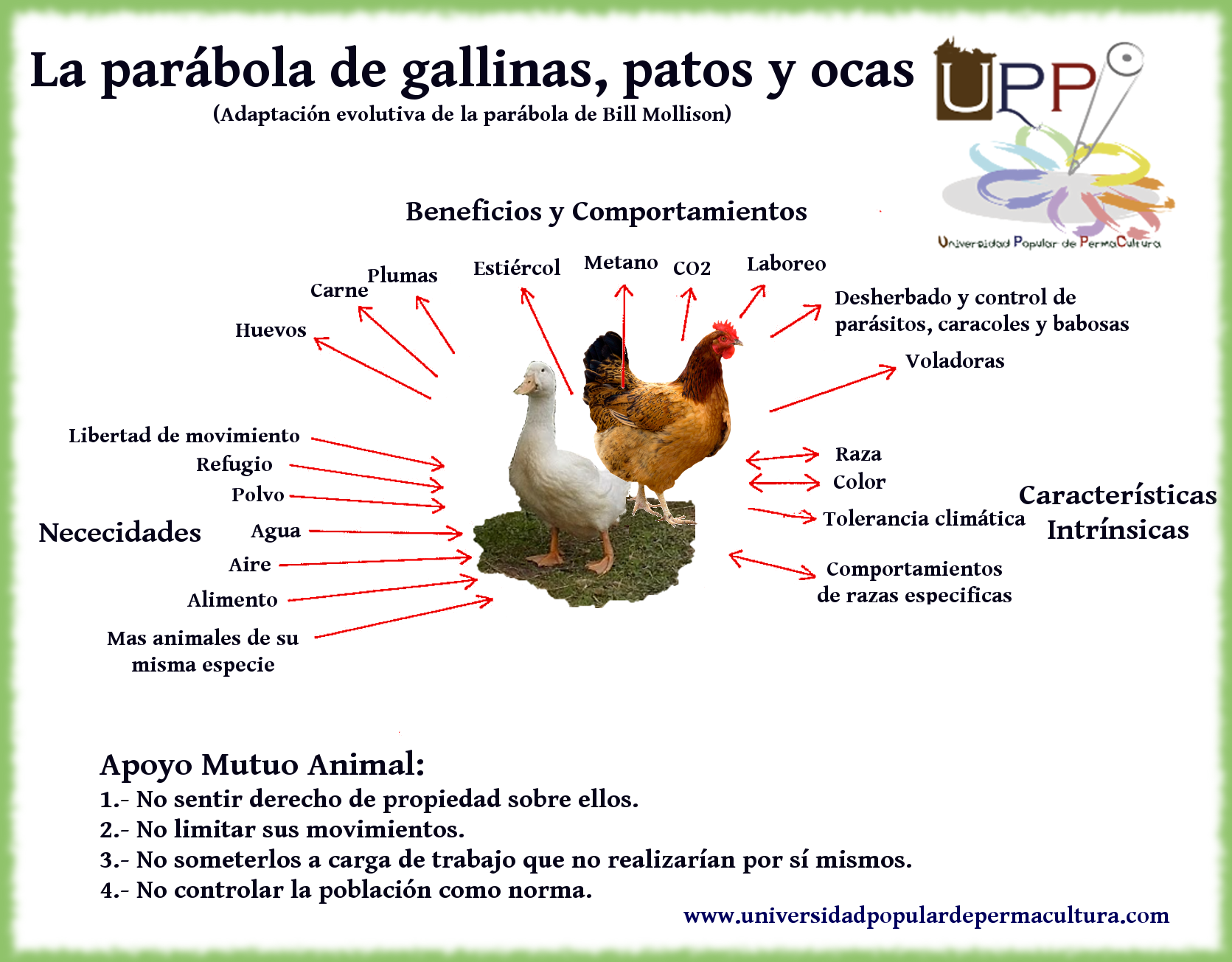 parabola-gallinas