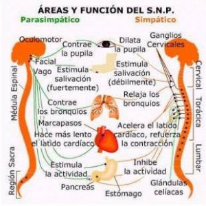 sistema-nervioso-autonomo