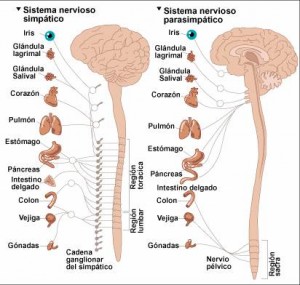 sistema-nervioso-autonomo