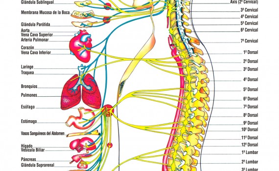 sistema-nervioso-autonomo