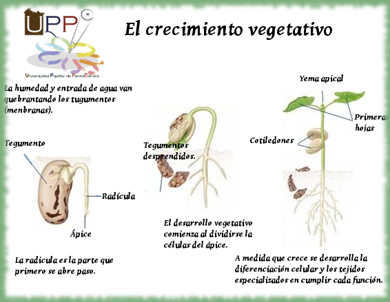 crecimiento-vegetativo-Reproducción-desarrollo-vegetal