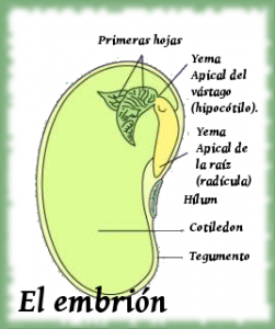 crecimiento-vegetativo-Reproducción-desarrollo-vegetal