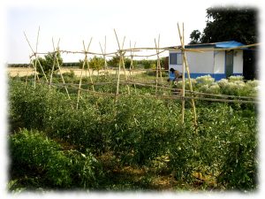 regenerar-suelos-construir-biodiversidad
