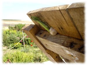 regenerar-suelos-construir-biodiversidad
