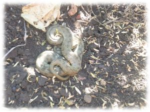 regenerar-suelos-construir-biodiversidad