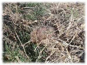 regenerar-suelos-construir-biodiversidad