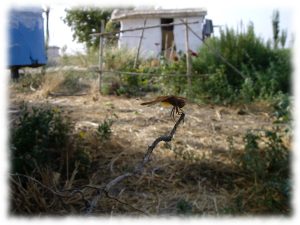 regenerar-suelos-construir-biodiversidad