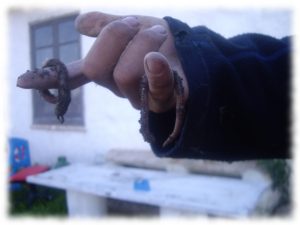 regenerar-suelos-construir-biodiversidad