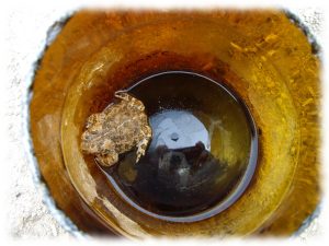 regenerar-suelos-construir-biodiversidad