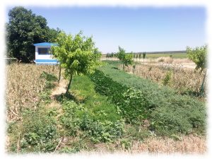 regenerar-suelos-construir-biodiversidad
