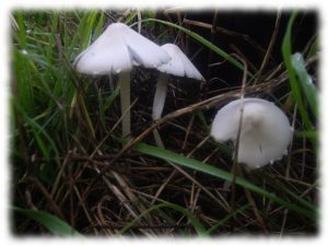 regenerar-suelos-construir-biodiversidad