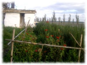 regenerar-suelos-construir-biodiversidad