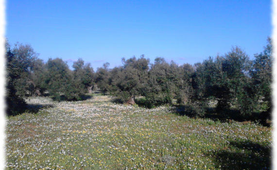 diseñar-regenerar-suelos