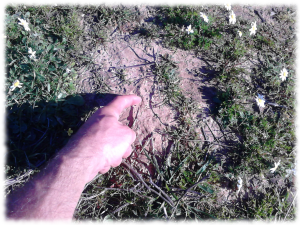 diseñar-regenerar-suelos